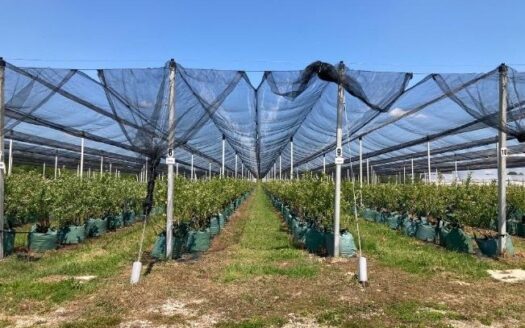 Zemljište na prodaju- PLANTAŽA BOROVNICA – IZVRSNA INVESTICIJSKA PRILIKA